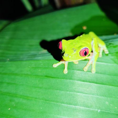 Garden Of Heliconias Lodge Драке Экстерьер фото