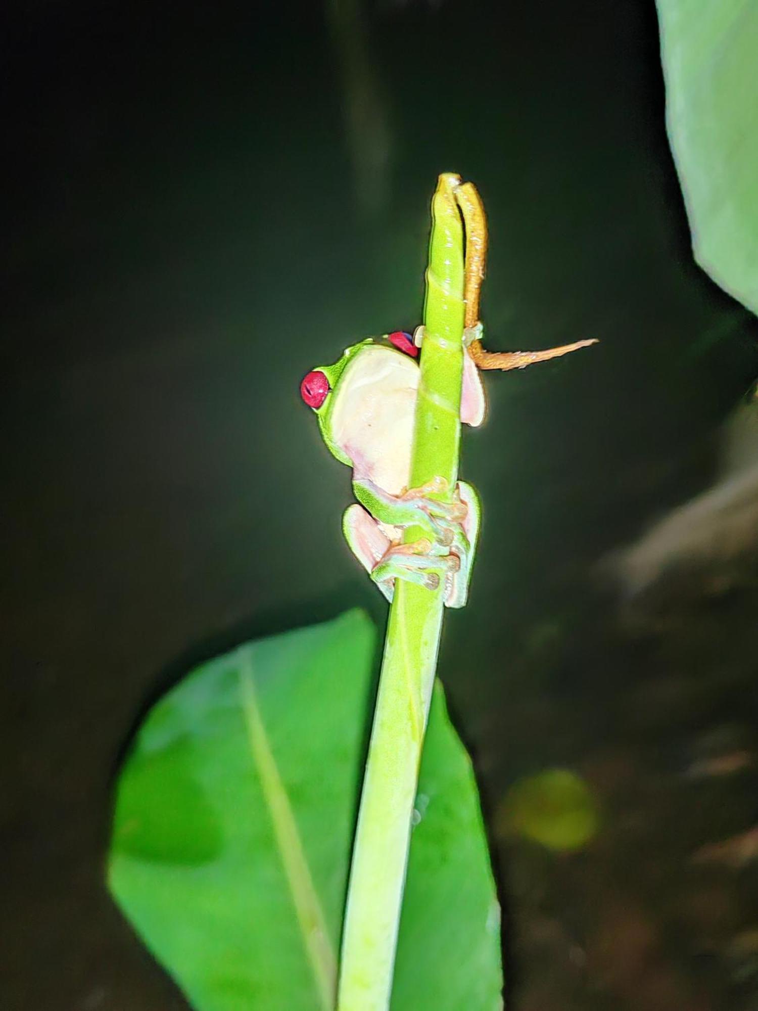 Garden Of Heliconias Lodge Драке Экстерьер фото