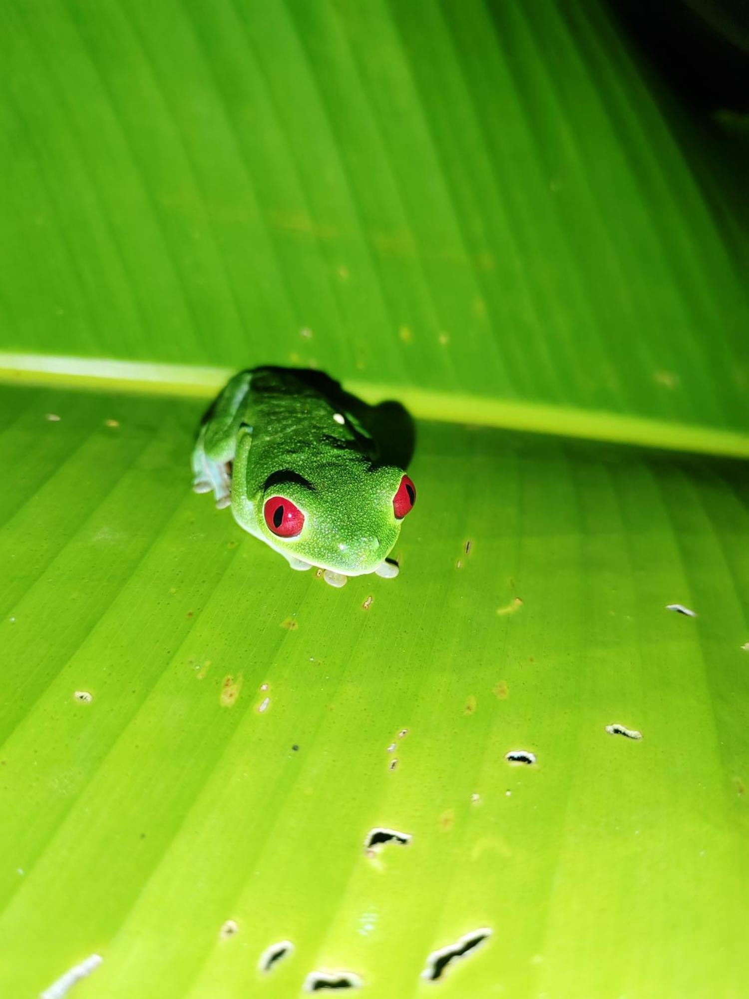 Garden Of Heliconias Lodge Драке Экстерьер фото