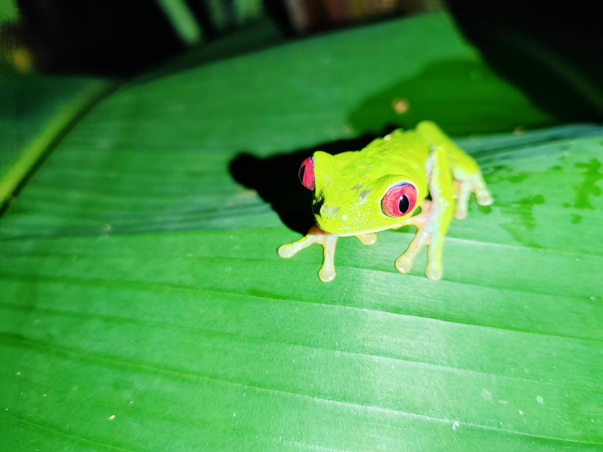 Garden Of Heliconias Lodge Драке Экстерьер фото